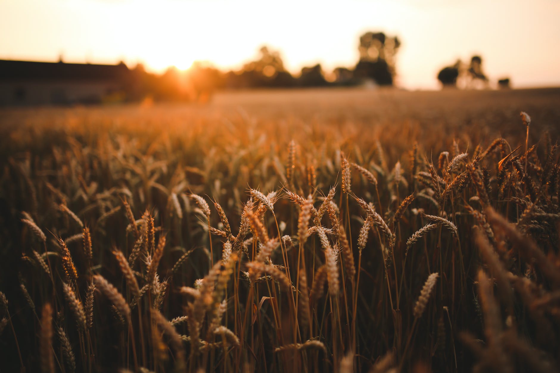 sunset field of grain