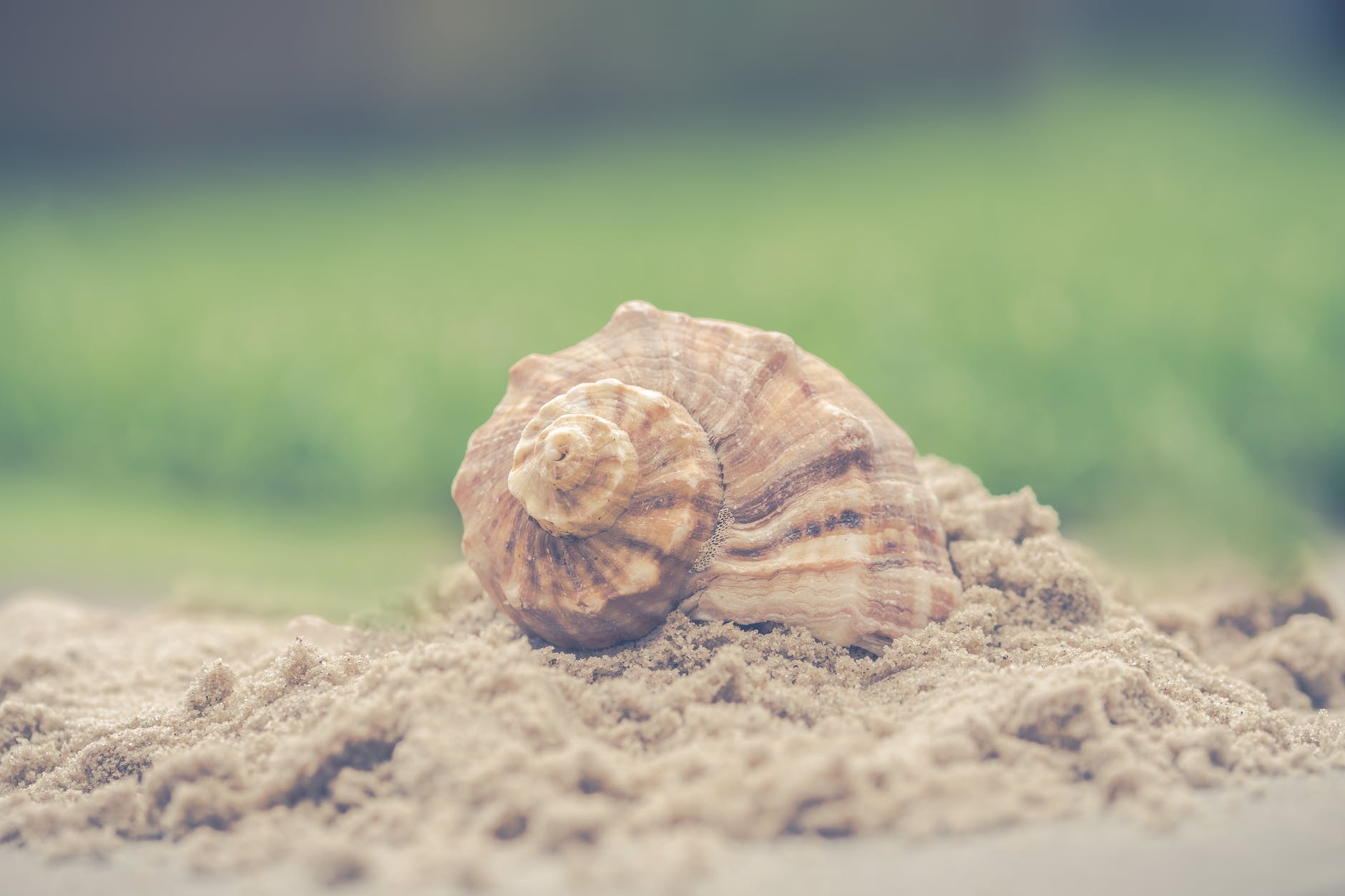 macro photography of shell on sand
