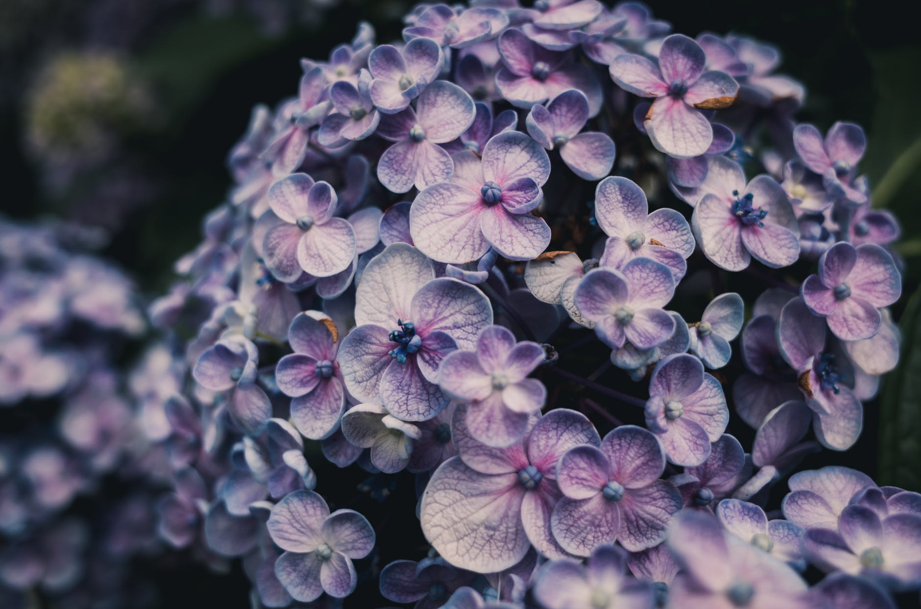 close up photo of purple hydrangea flowers