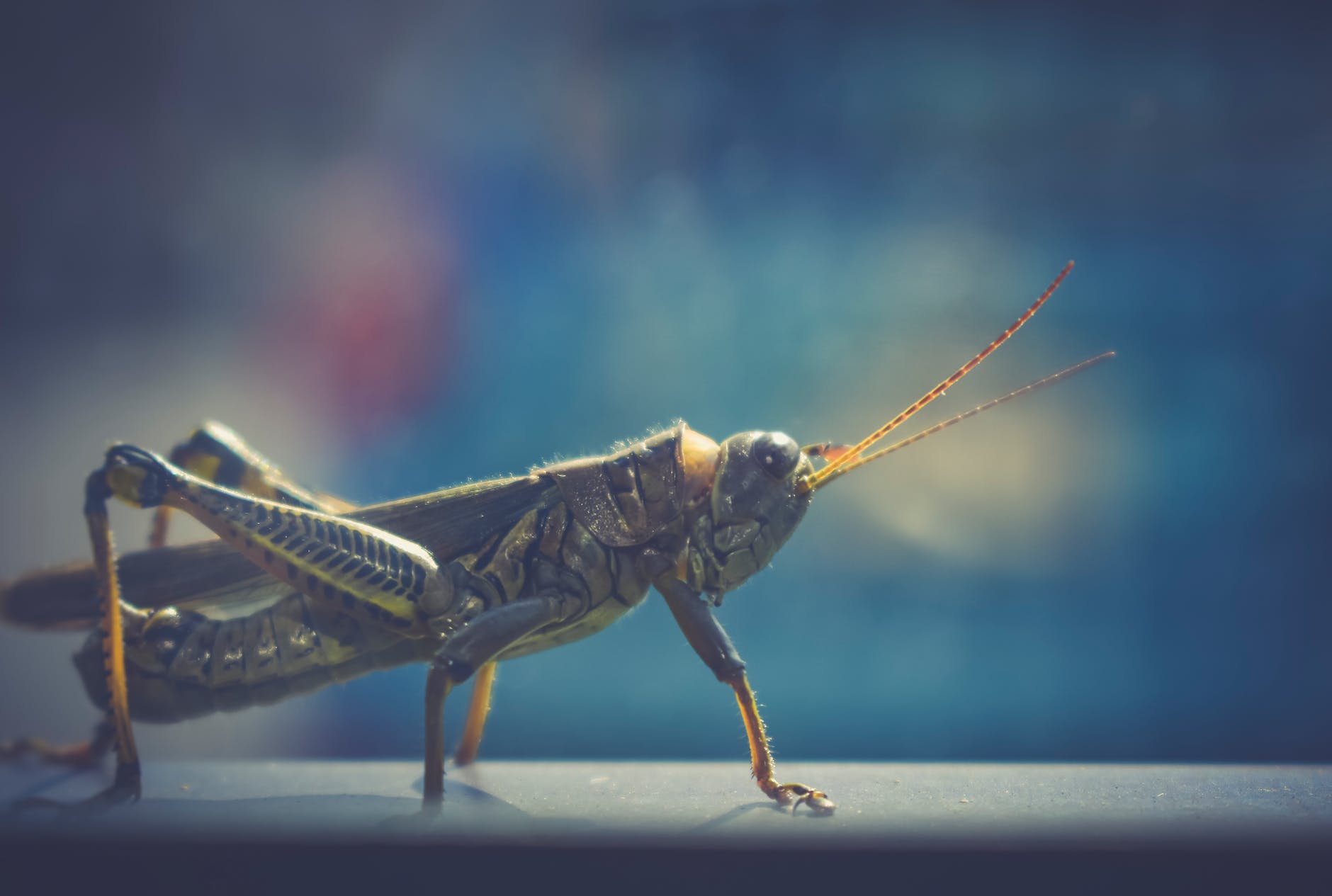 schistocerca americana locust crawling on white surface