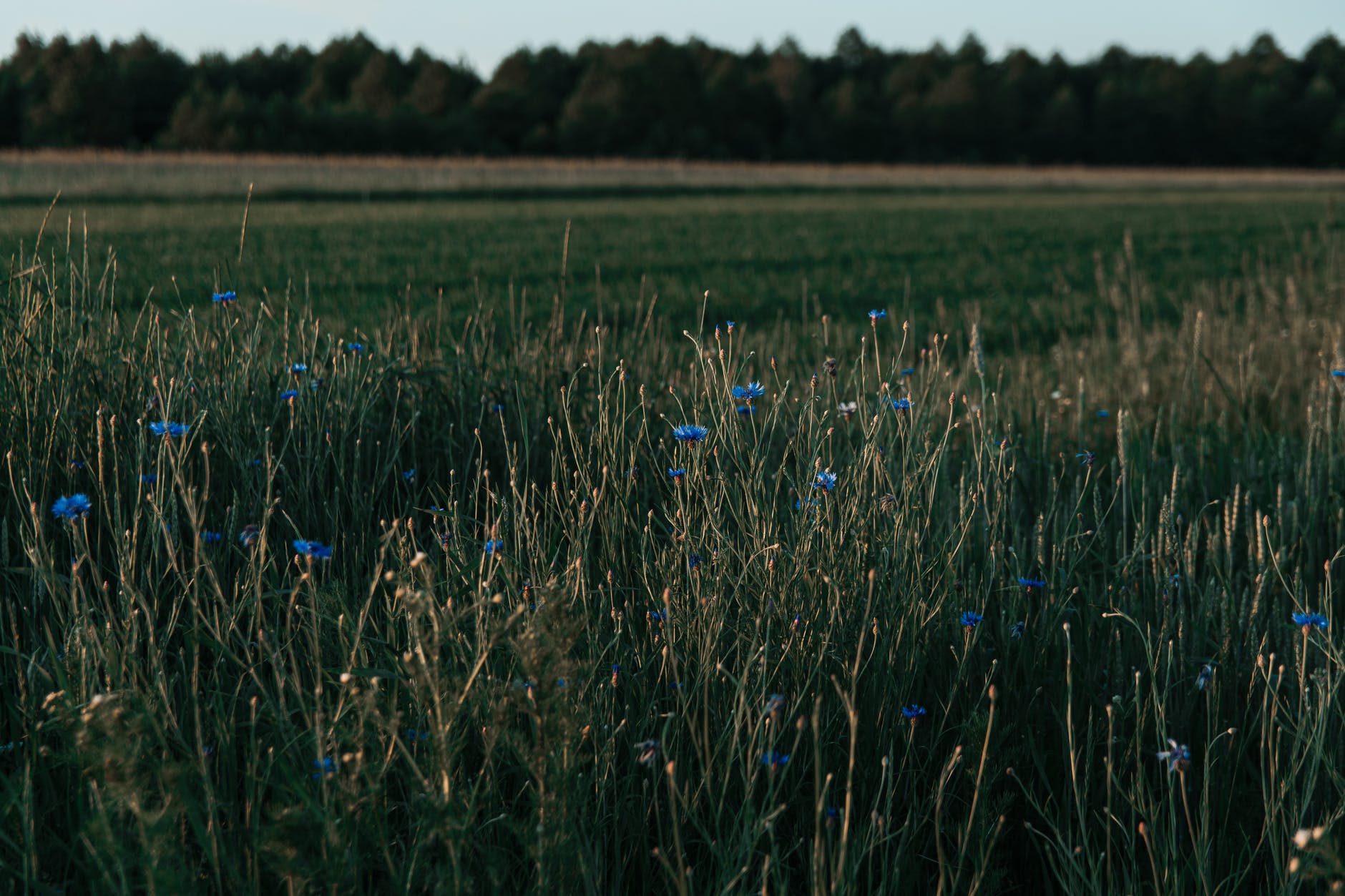 a lush cornflower field